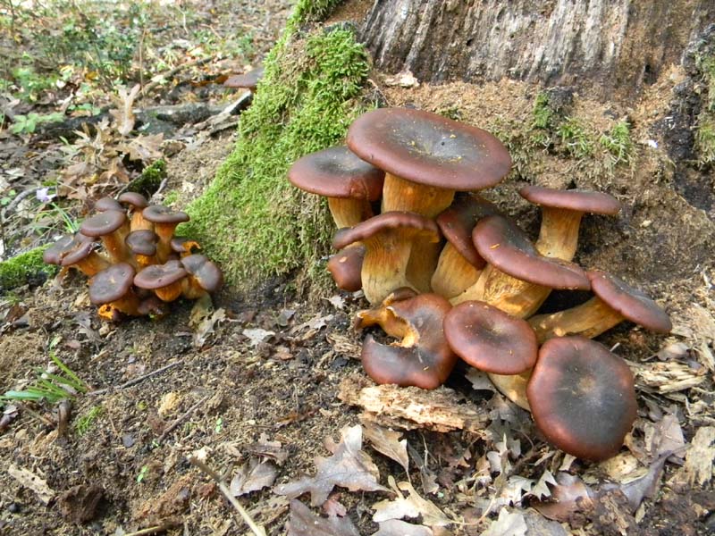1�gruppo ritrovamenti del 15.10.2010.